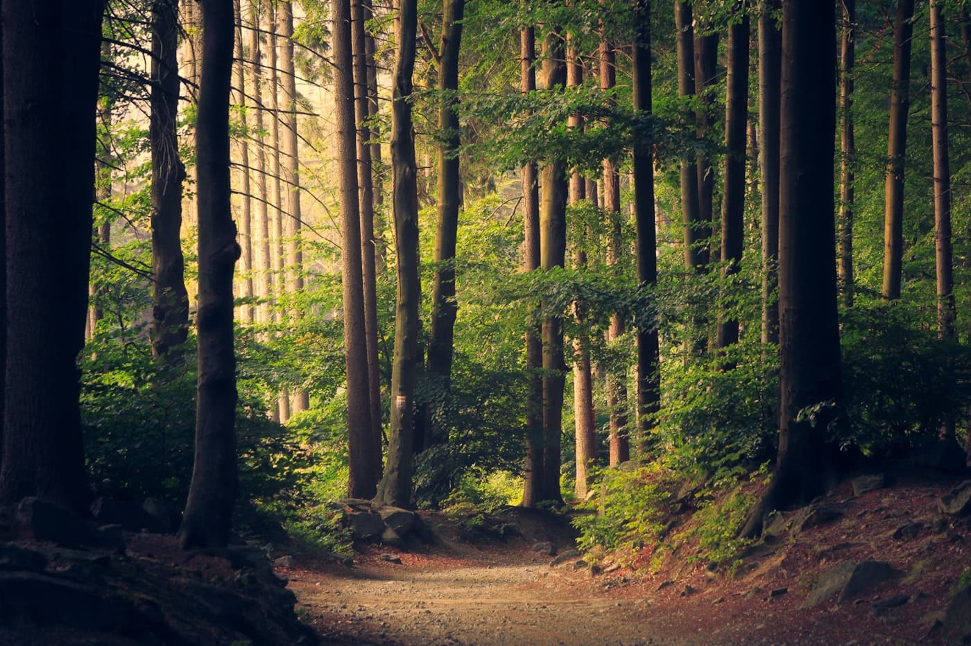 Sunlit path through a dense forest